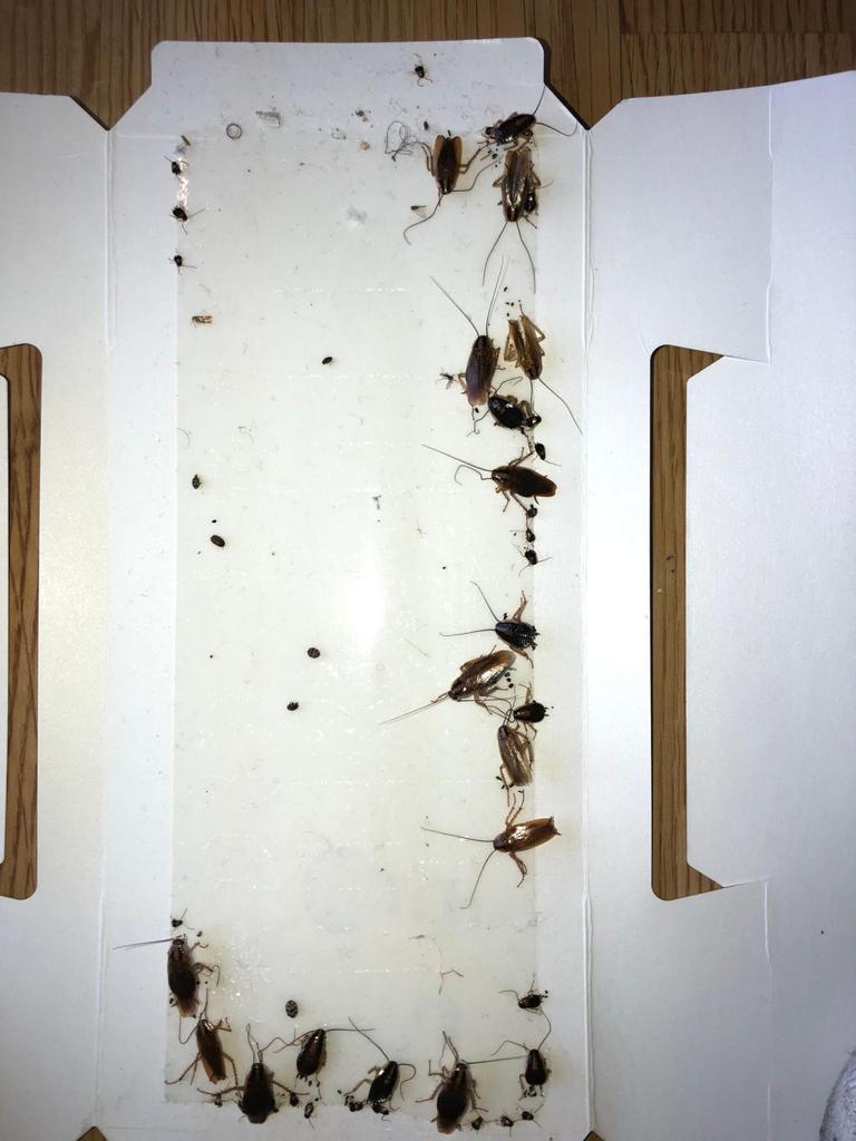 Temporary housing? not for the cockroaches Kate Belgrave